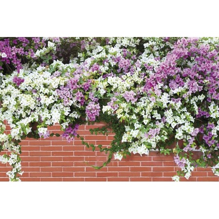 Купить Универсальный фотофасад «Весенние цветы»